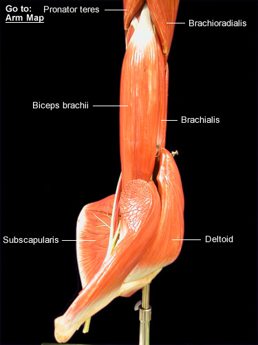 Amphibian Muscular System 115