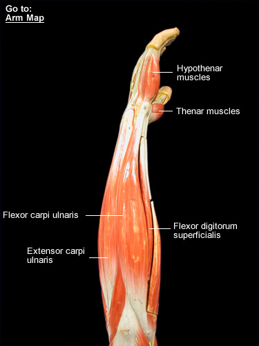 Amphibian Muscular System