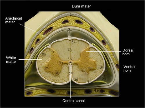 spinal cord labeled dura mater