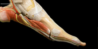 compartments of leg and foot