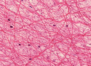 loose connective tissue under microscope