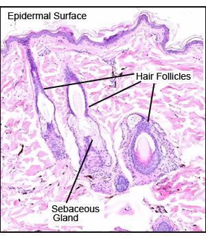 Dermis Papillary Layer