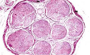 peripheral nerve histology cross section